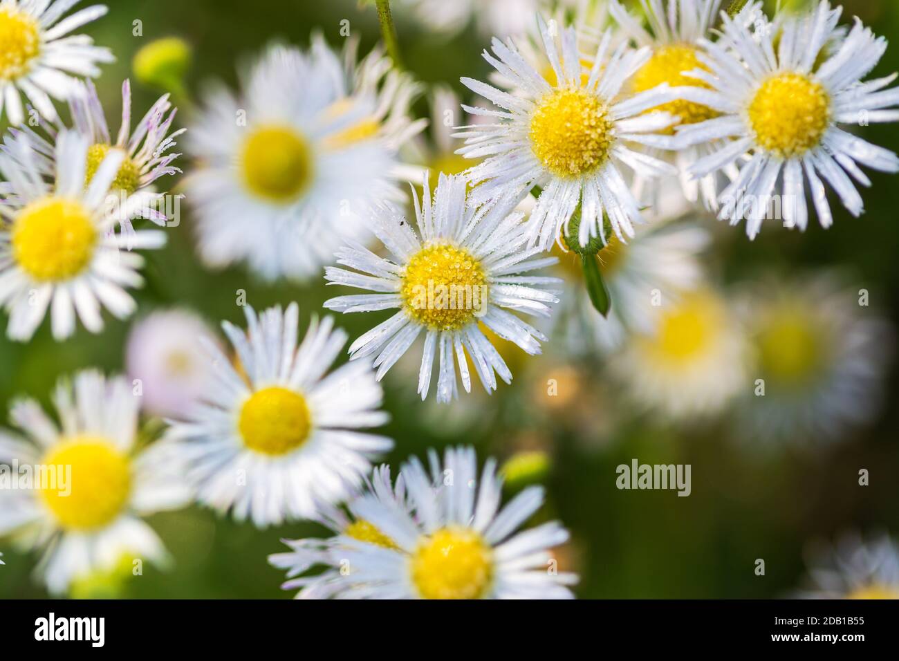 Macro shoot of Eastern daisy fleabane flower, Erigeron annuus with morning dew and frost in November Stock Photo