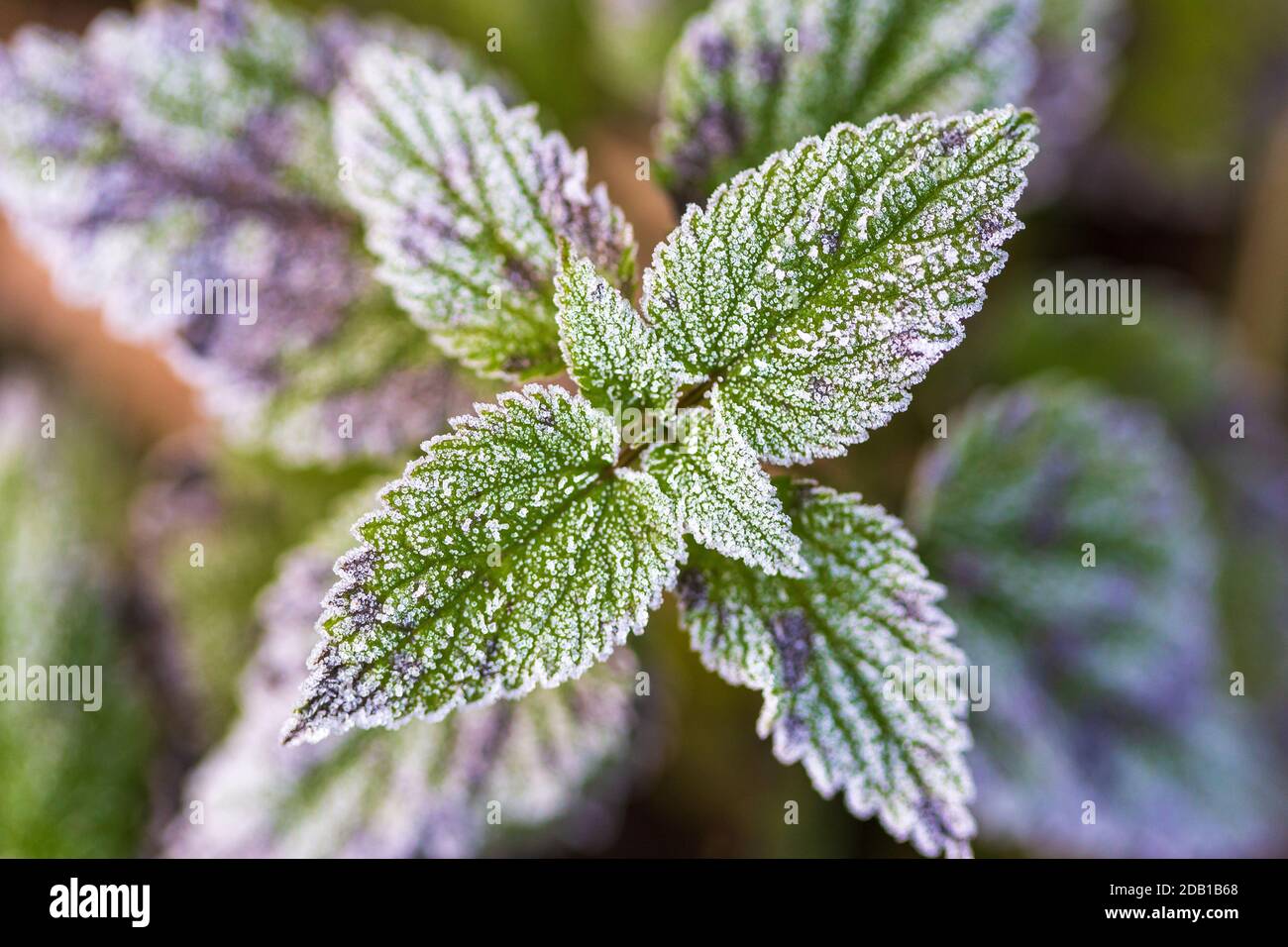 Nettle leaves , Urtica dioica leaves covered with frost in nature Stock Photo