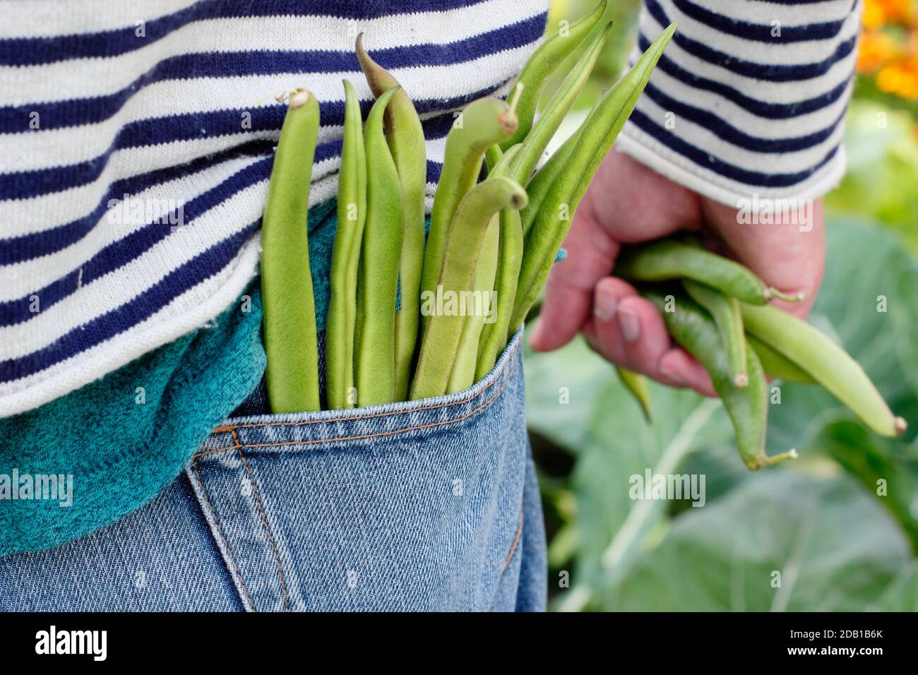 Gardener with freshly harvested homegrown runner beans in his suburban back garden vegetable plot. UK Stock Photo