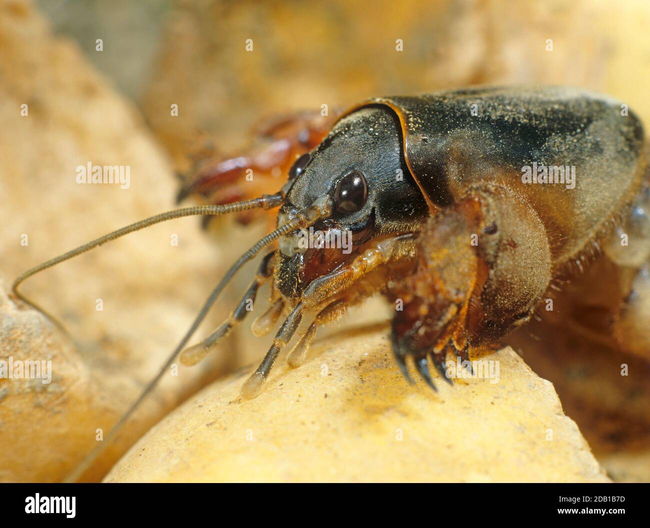 European Mole Cricket (Gryllotalpa gryllotalpa). Portrit of adult. Germany Stock Photo