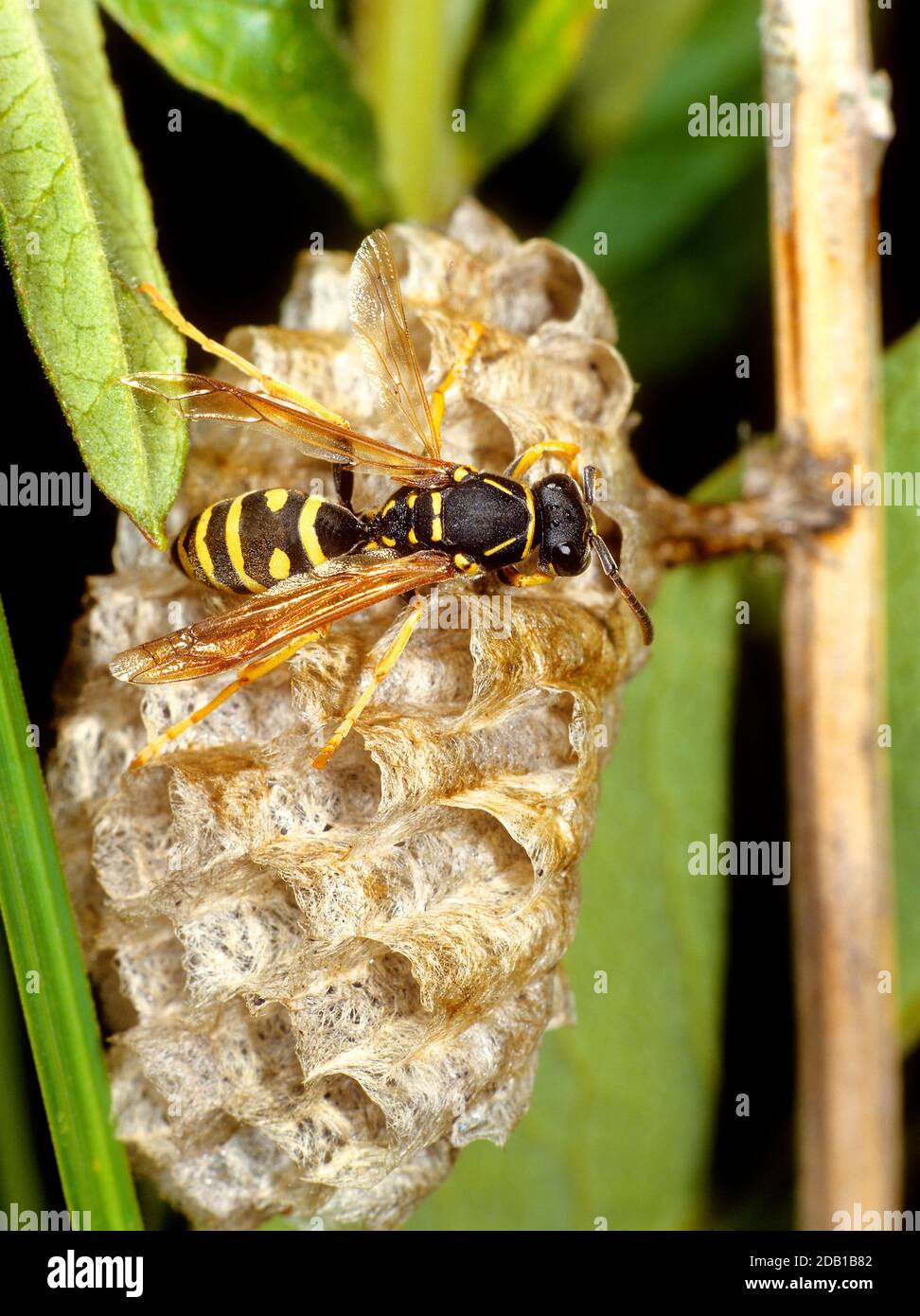 European Paper Wasp (Polistes dominula, Polistes gallica) building nest. Grmanye Stock Photo
