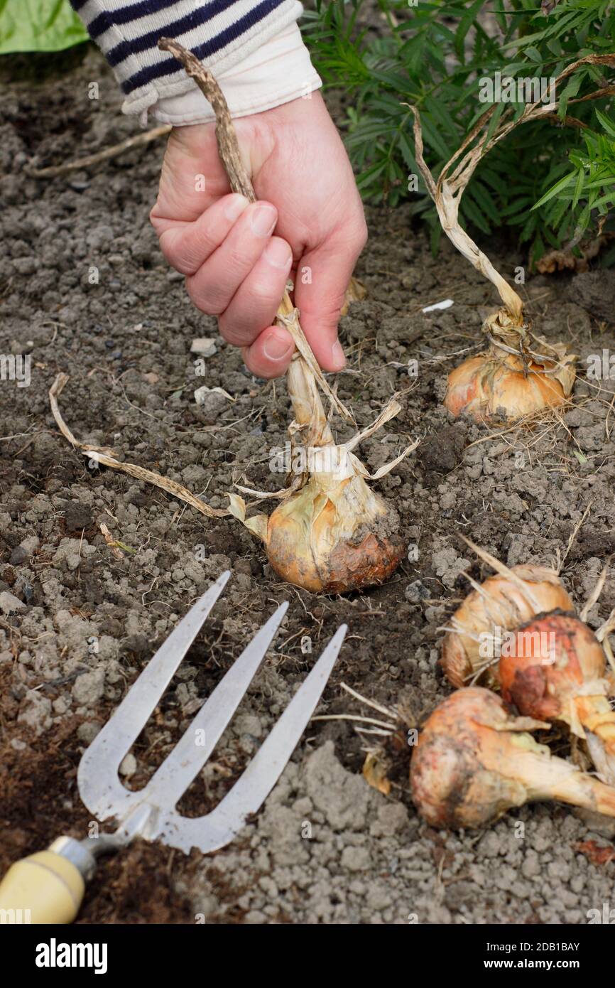 Allium cepa 'Centurion'. Harvesting onions by hand in a suburban kitchen garden, UK Stock Photo