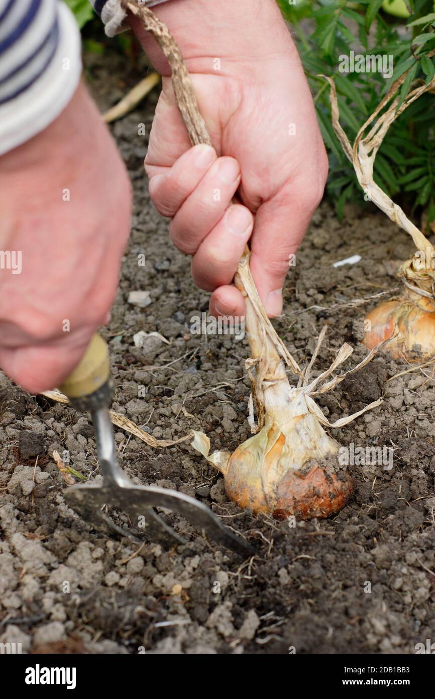 Lifting onions fork hi-res stock photography and images - Alamy