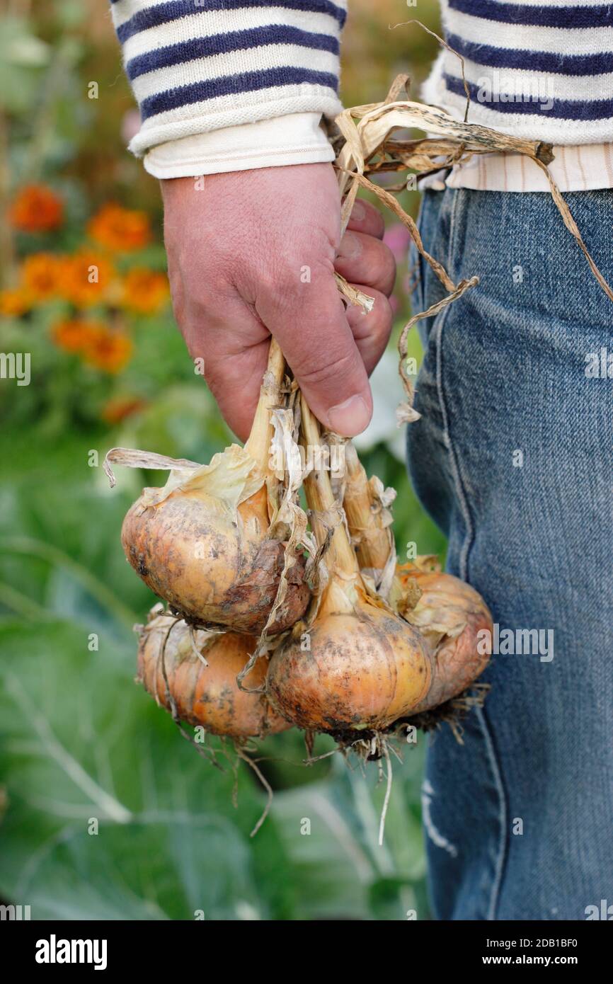 Allium. Man holds freshly harvested onions grown in a suburban kitchen