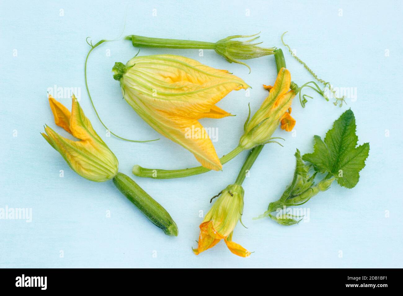 Male And Female Courgette Flowers High Resolution Stock Photography And Images Alamy