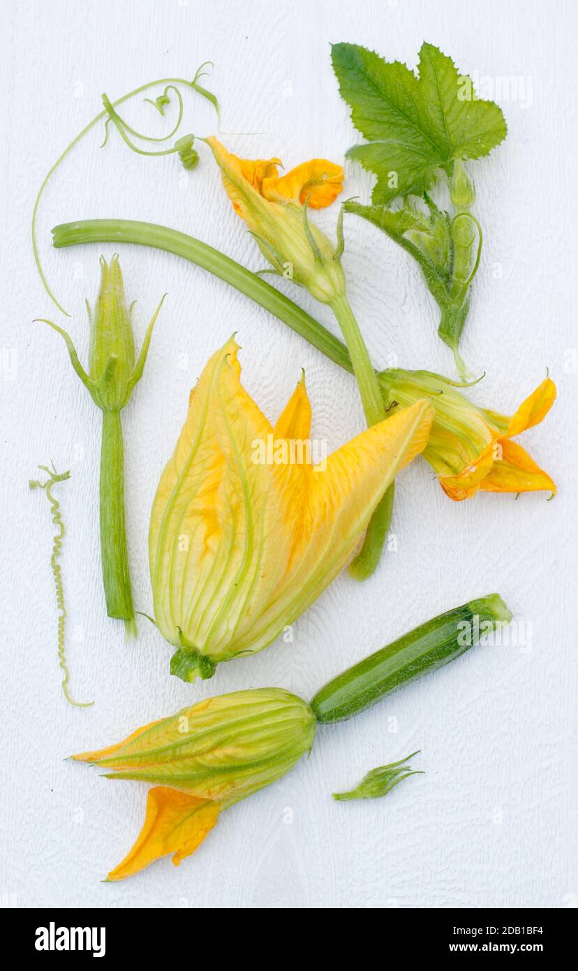 Zucchini. Edible flowers of courgette plant. UK Stock Photo Alamy