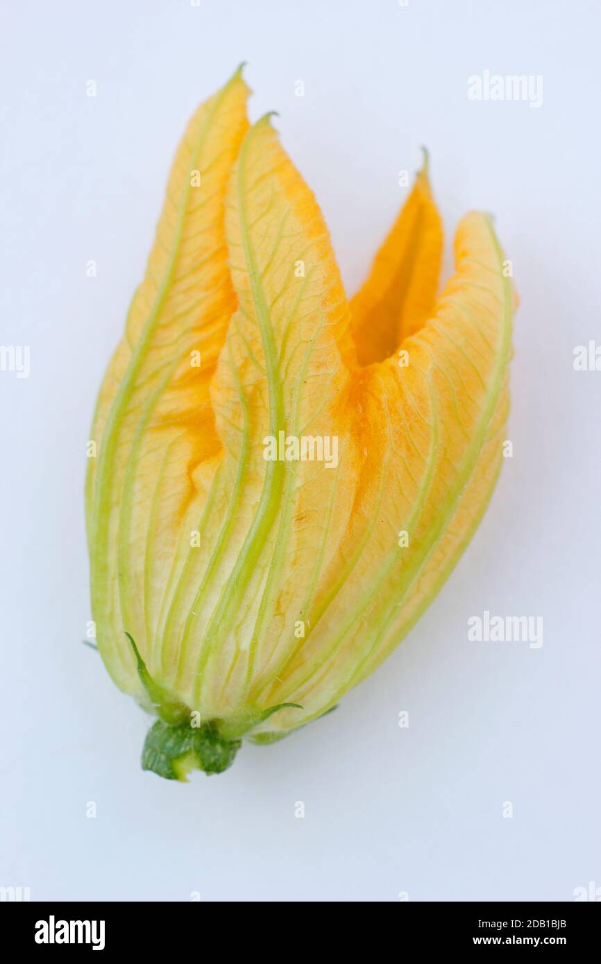 Courgette flower isolated on white background. Stock Photo