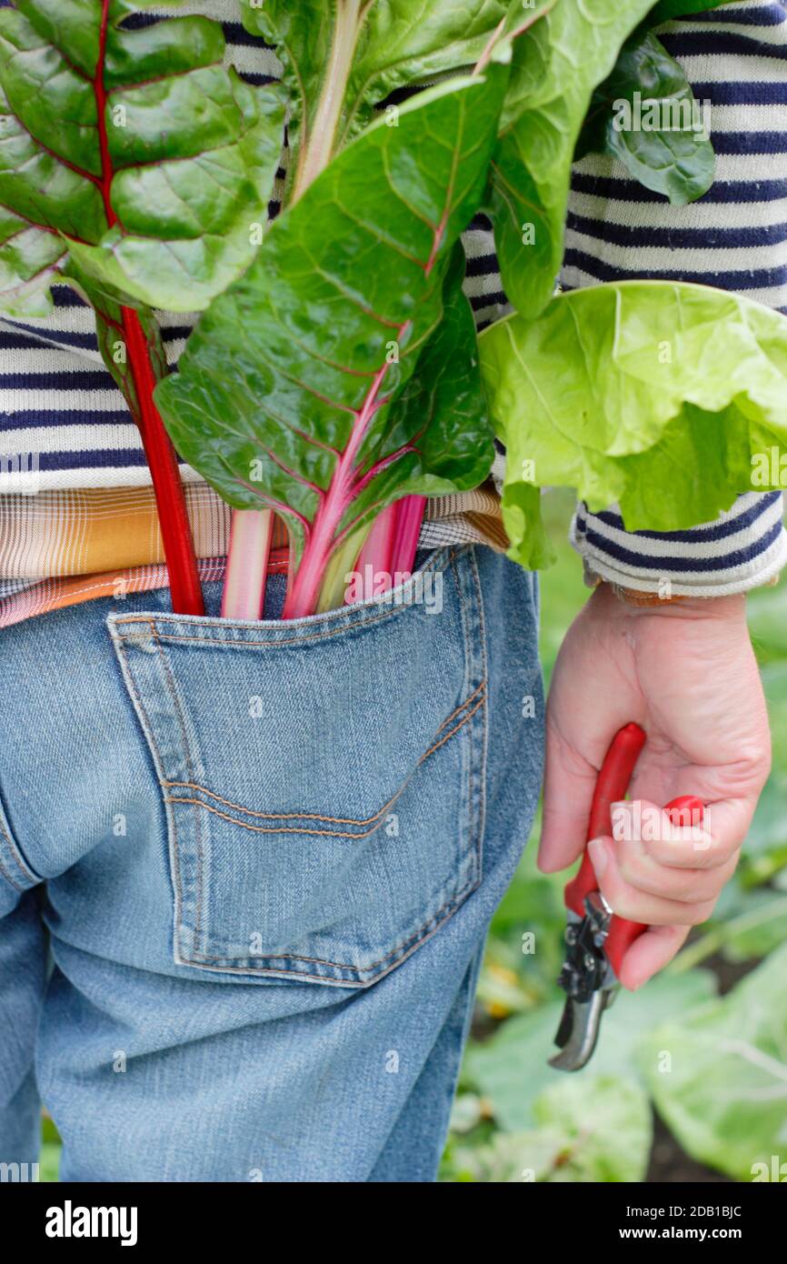 Gardener harvesting homegrown vegetables including rainbow Swiss chard (pictured) in his suburban back garden vegetable plot. UK Stock Photo