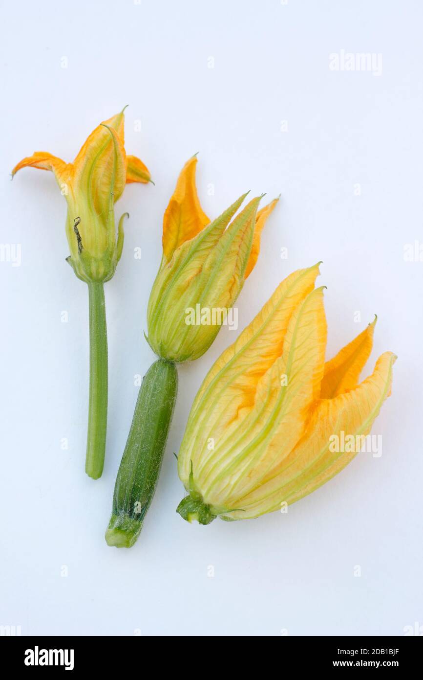 Zucchini With Male Flower High Resolution Stock Photography And Images Alamy