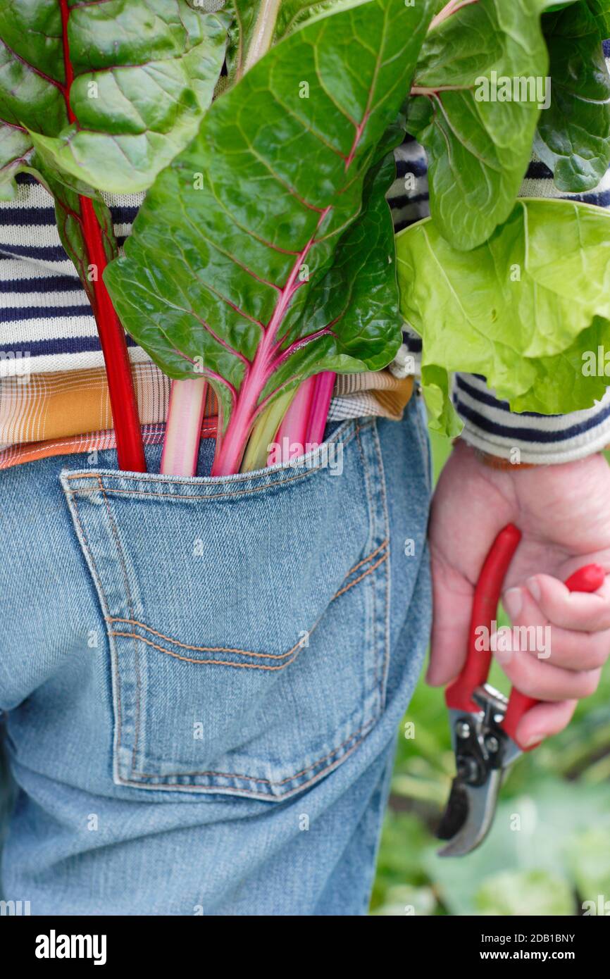 Gardener harvesting homegrown vegetables including rainbow Swiss chard (pictured) in his suburban back garden vegetable plot. UK Stock Photo