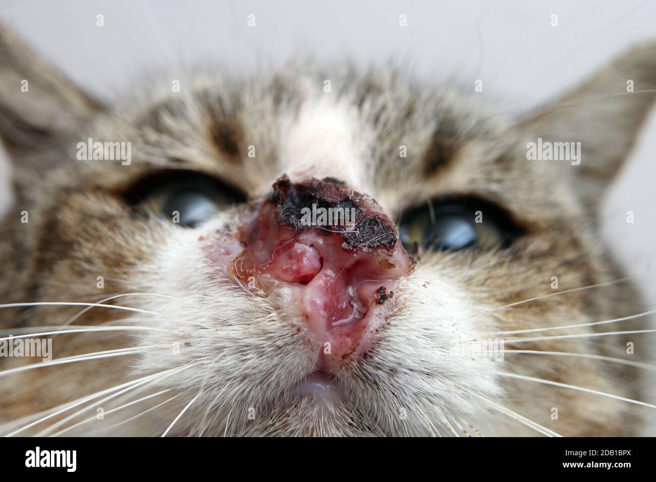 Nasal FELINE CARCINOMA Stock Photo