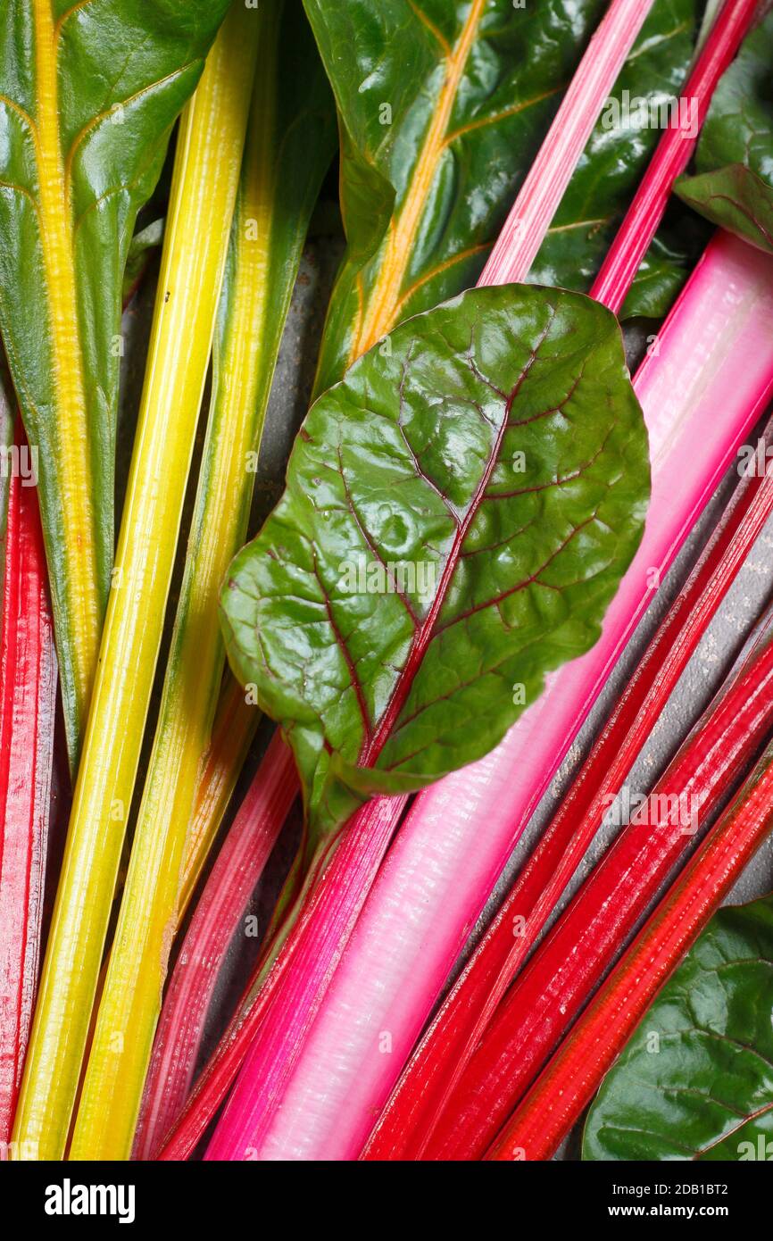 Beta vulgaris 'Bright Lights'. Freshly harvested rainbow Swiss chard displaying characteristic hues. Autumn. UK Stock Photo