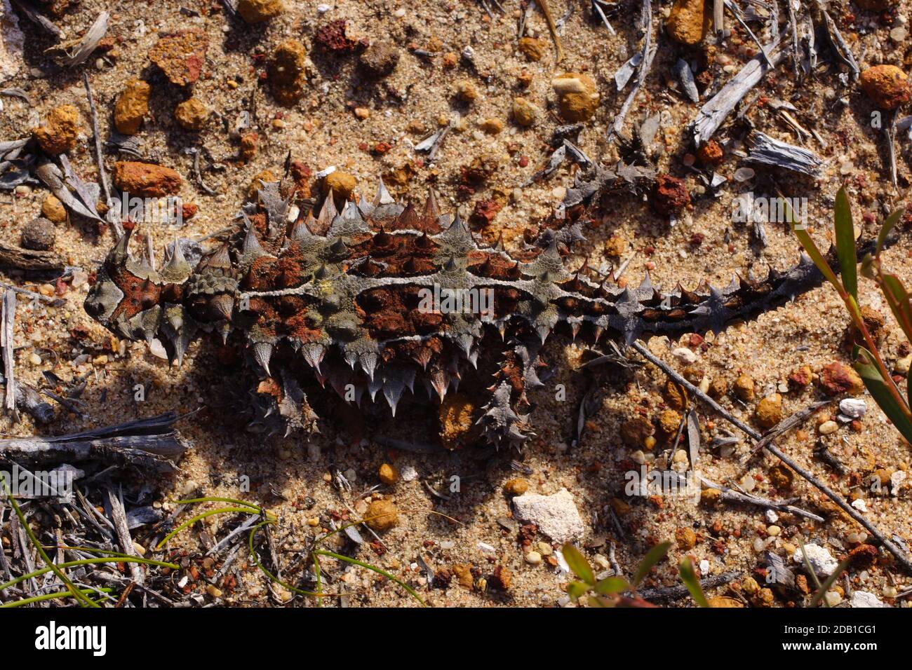 Australian Thorny Devil, Moloch horridus, an anteating lizard, natural