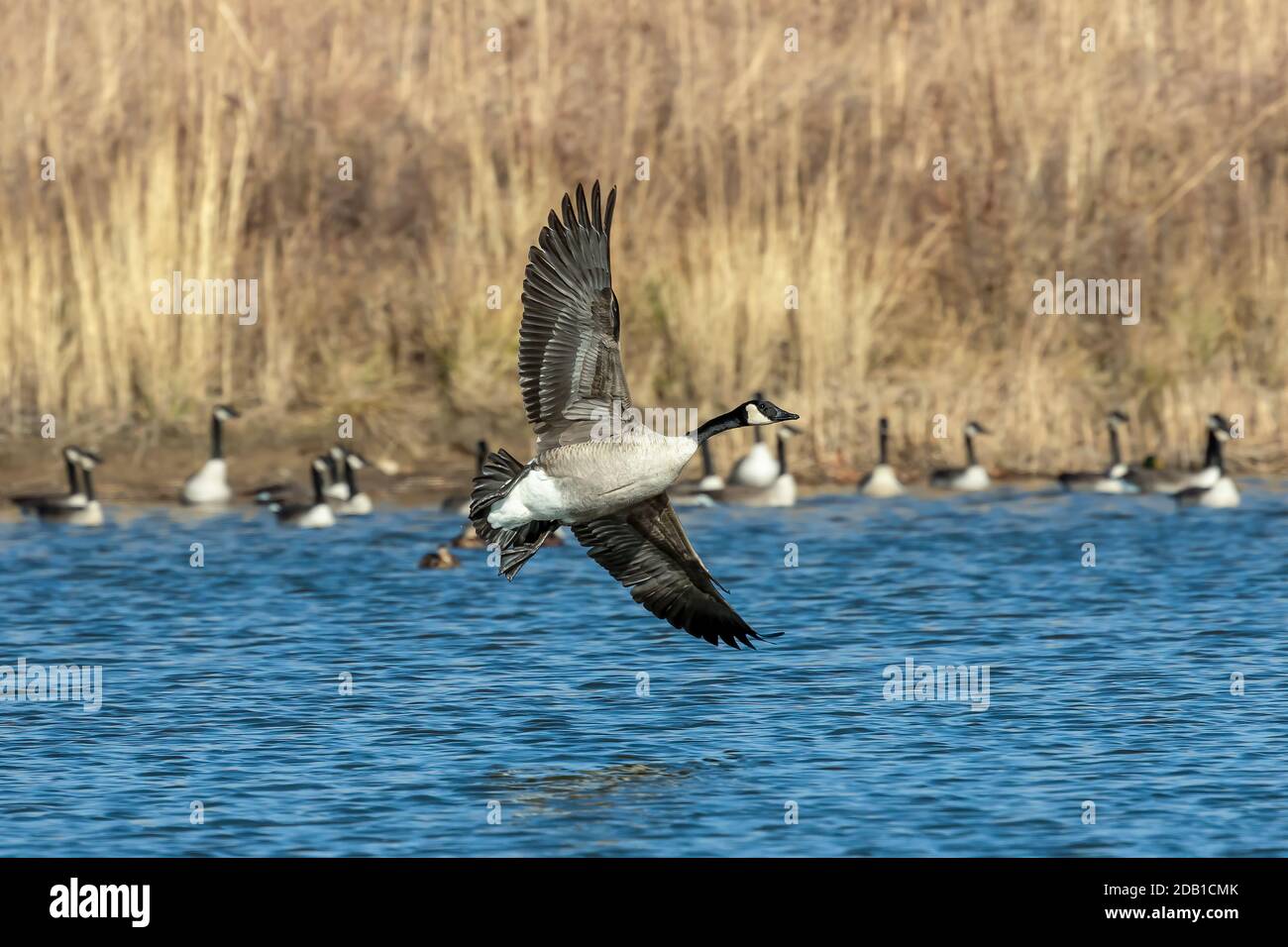 The Canada goose in flight Stock Photo - Alamy