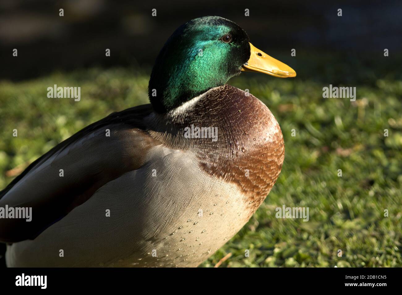 Portrait of a Mallard drake. One of the commonest of the waterfowl the iridescence of a mature males plumage is a result of light refracting Stock Photo