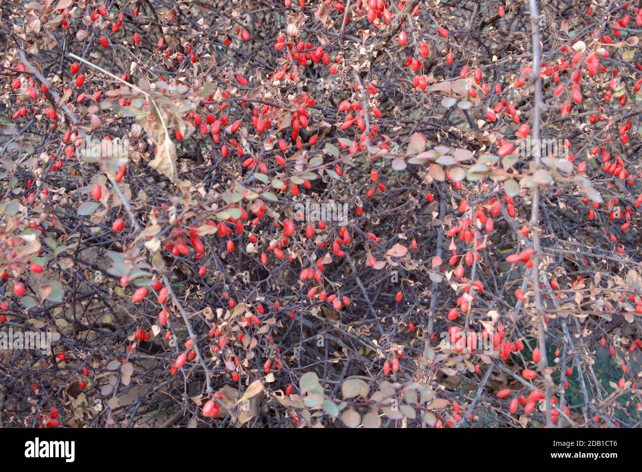Berberis thunbergii. Bush with red barberry berries in late autumn. Selective focus. Stock Photo