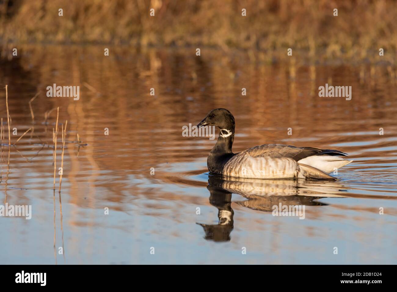 Brant. Smaller species of goose. Scene from conservation area of Wisconsin during migration Stock Photo