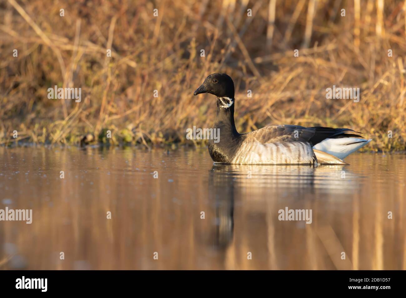 Brant. Smaller species of goose. Scene from conservation area of Wisconsin during migration Stock Photo