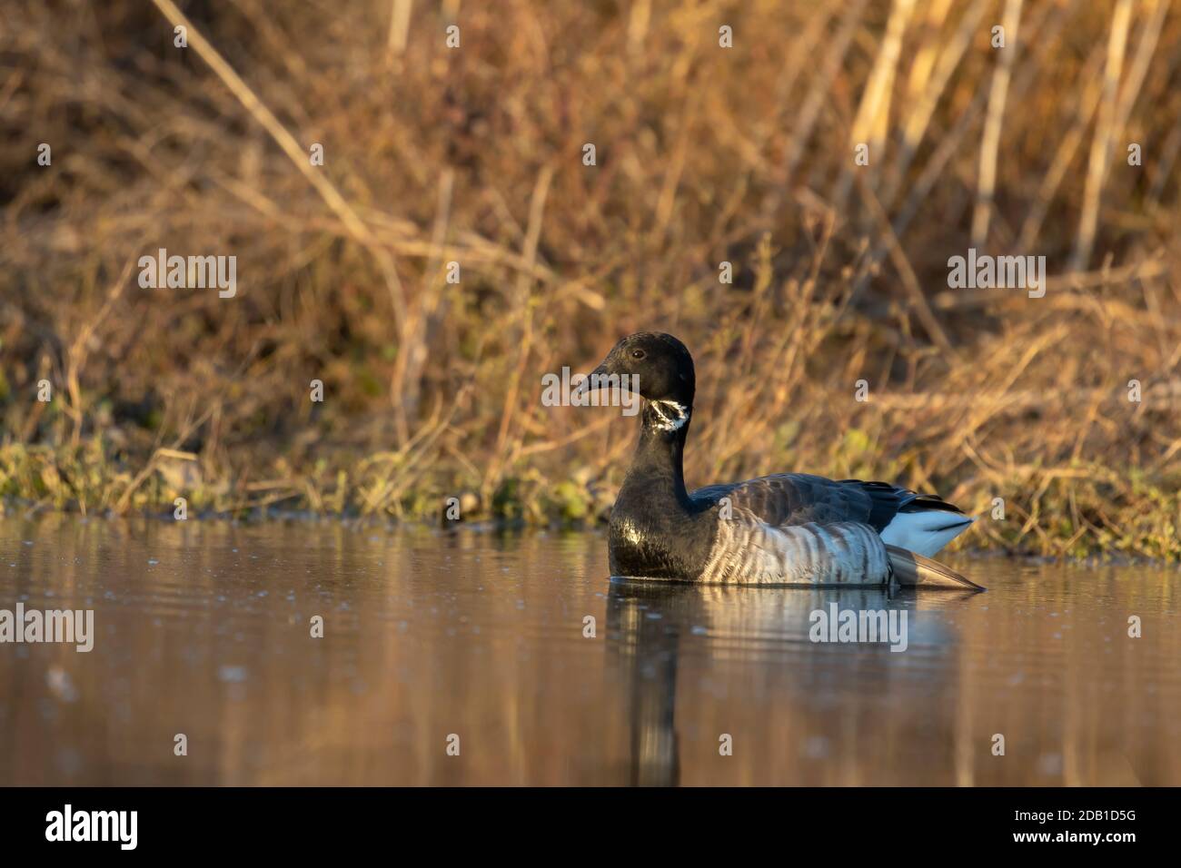 Brant. Smaller species of goose. Scene from conservation area of Wisconsin during migration Stock Photo