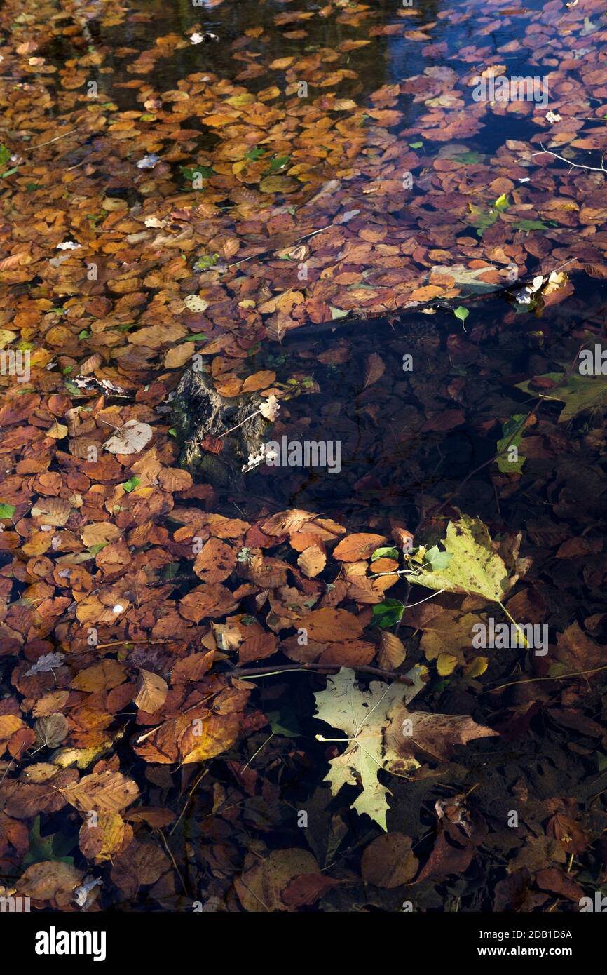 Autumn leaves floating on water of woodland pond. Kent, UK. Stock Photo
