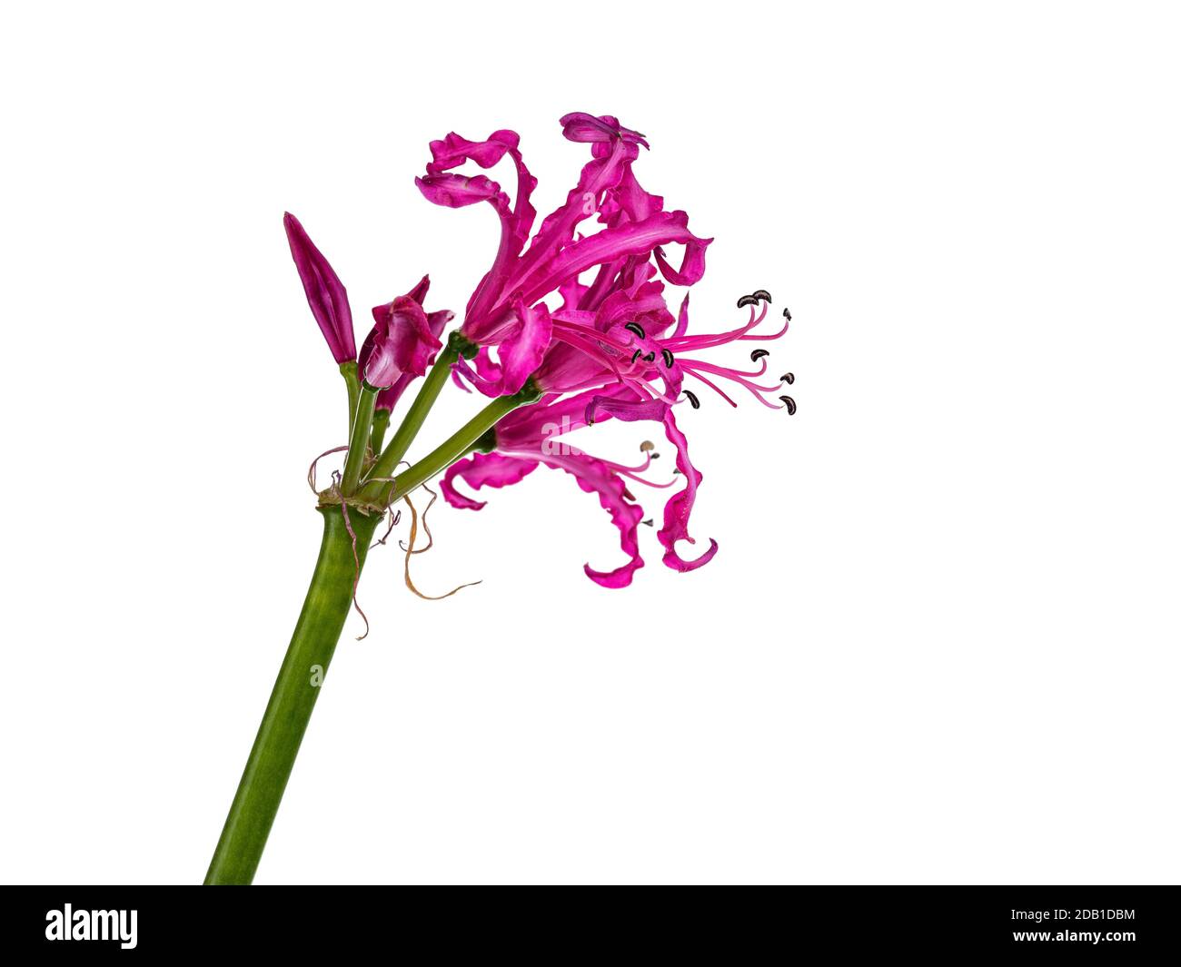 Close up sIde view of single fuchsia pink Nerine flower, isolated on white background. Stock Photo