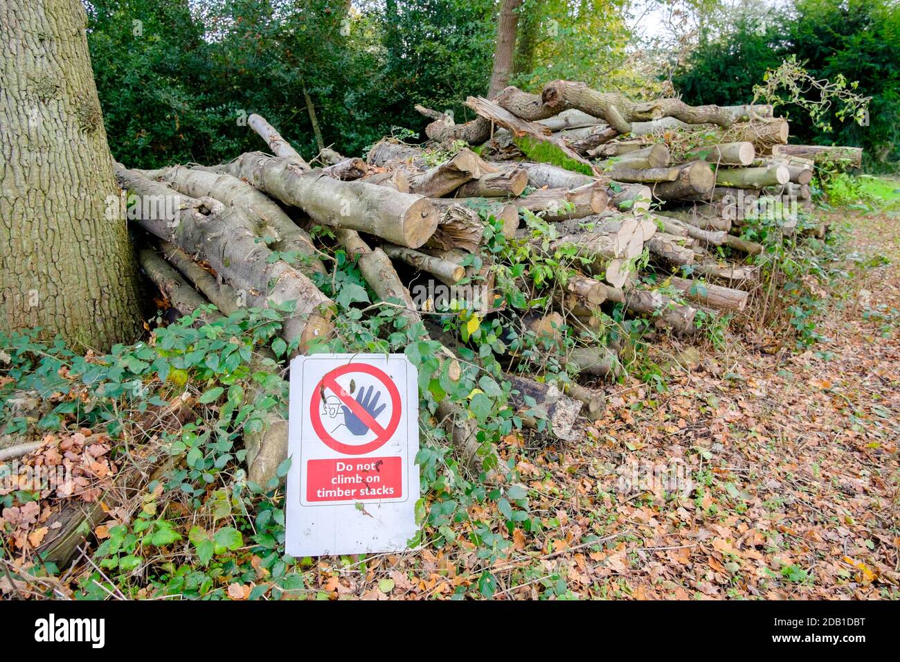 Cut timber logs with warning sign against climbing onto stack. Stock Photo