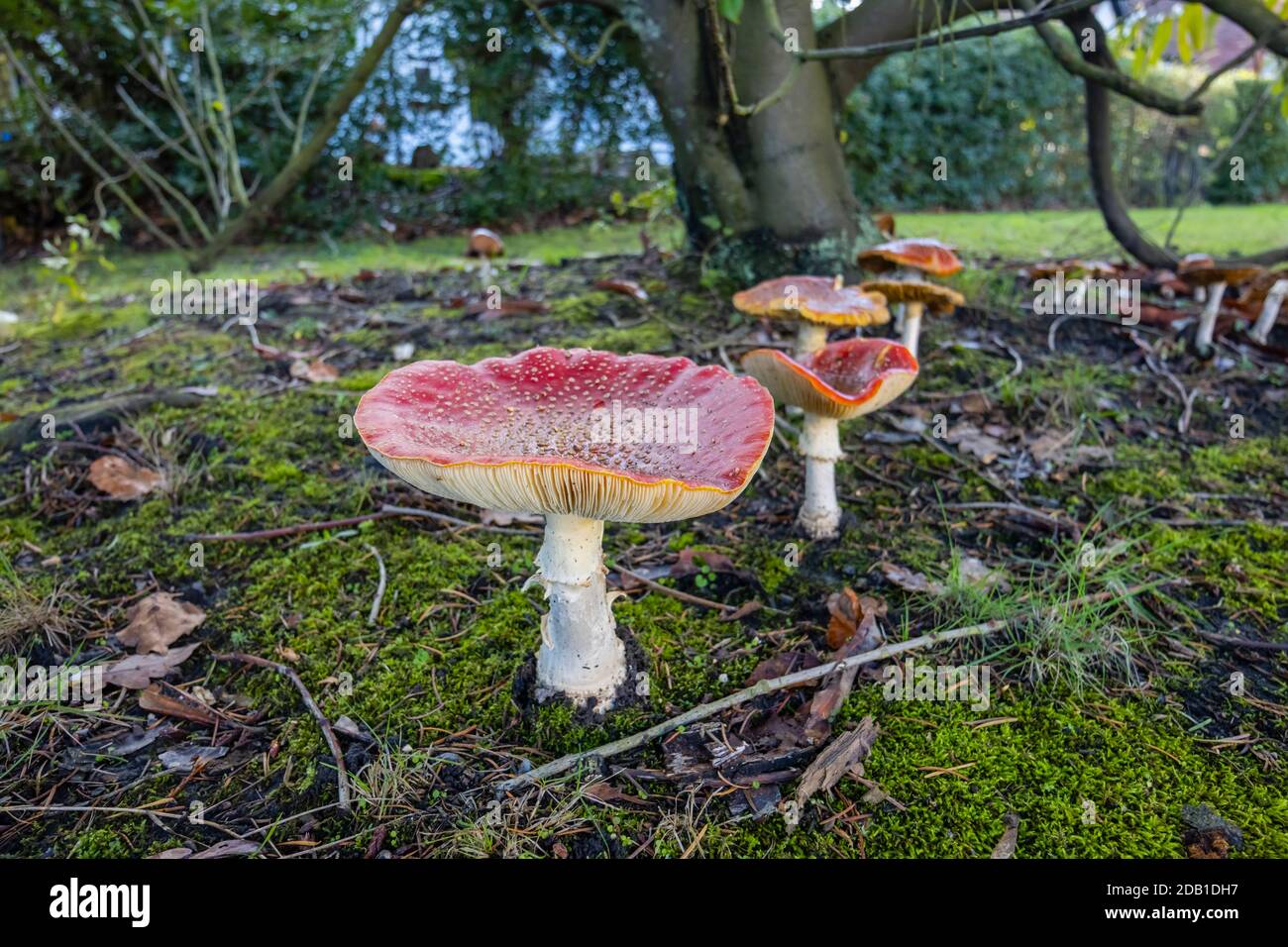 Large spotted red fly agaric (Amanita muscaria) toadstools (fruiting bodies) in late autumn / early winter in Surrey, England Stock Photo
