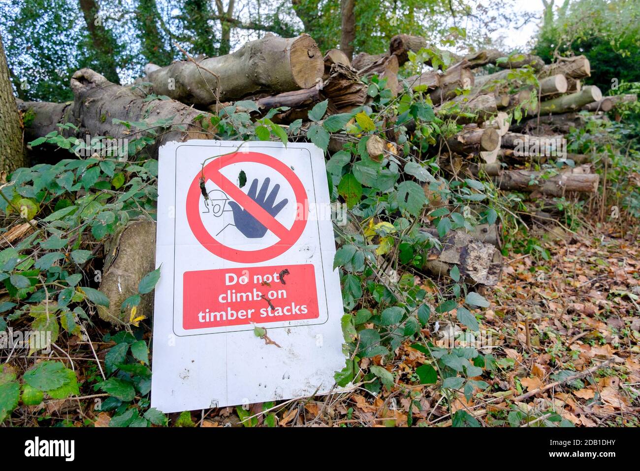 Cut timber logs with warning sign against climbing onto stack. Stock Photo