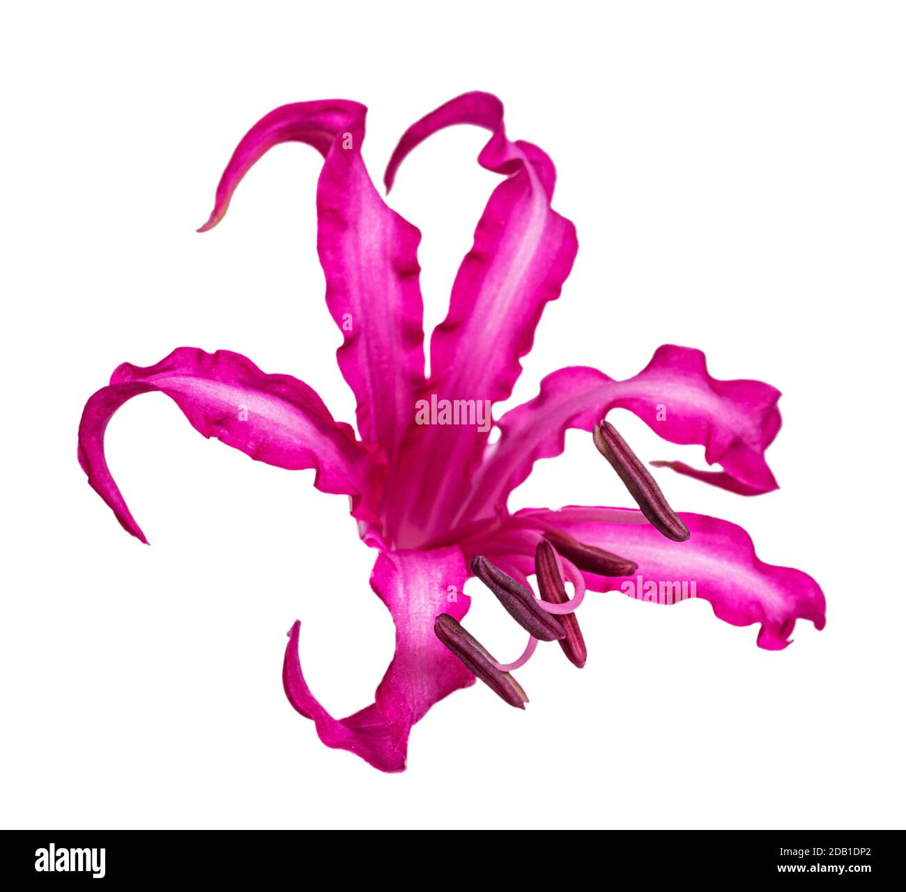 Close up top view of single fuchsia pink Nerine flower, isolated on white background. Stock Photo