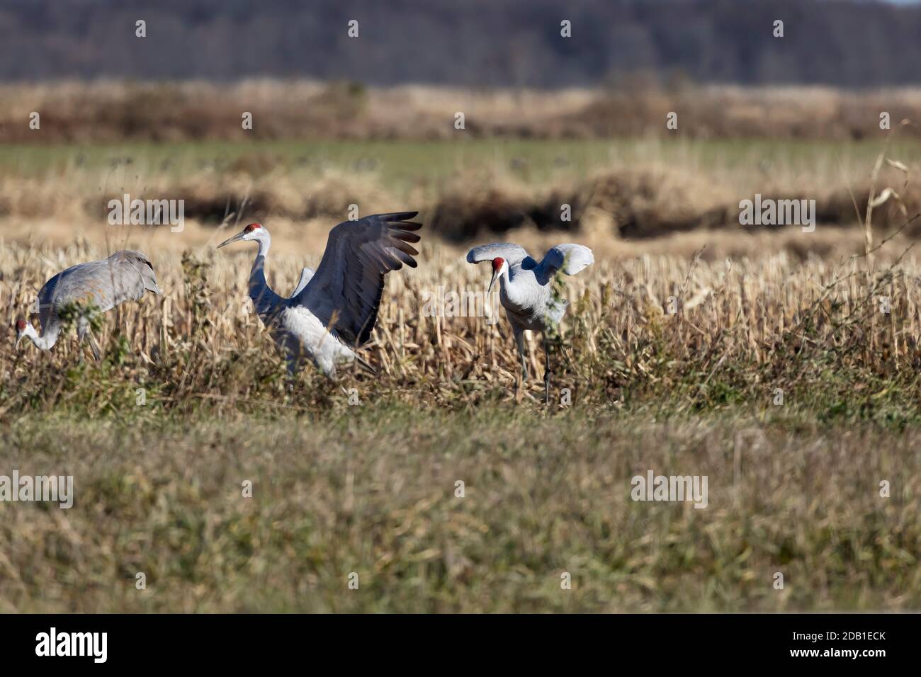 Flock of sandhill cranes on field Stock Photo