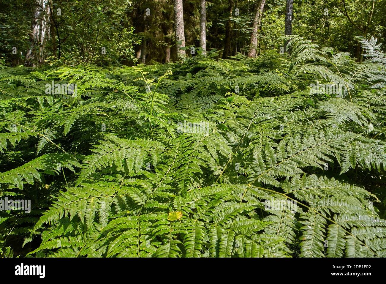 Fern growing in a dense forest. Stock Photo