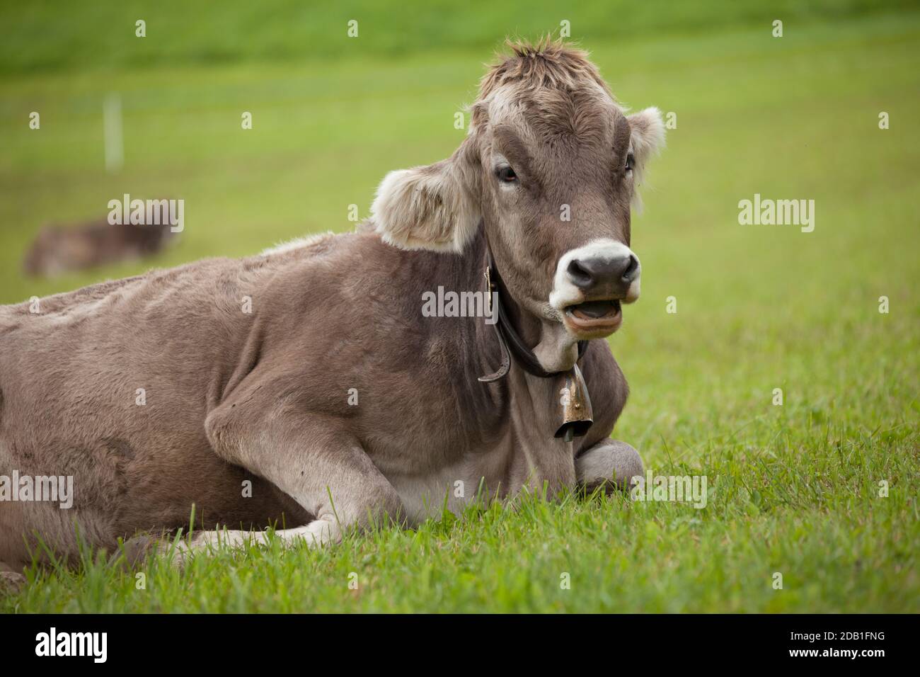 A brown alpine cow resting in a green pasture in Dolomites area Stock ...