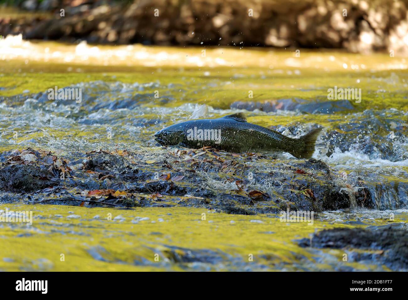 Chinook Salmon also known as King Salmon returning to their home rivers