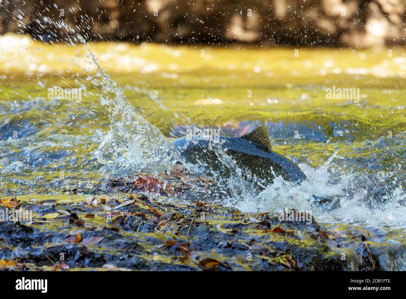 Chinook Salmon also known as King Salmon returning to their home rivers