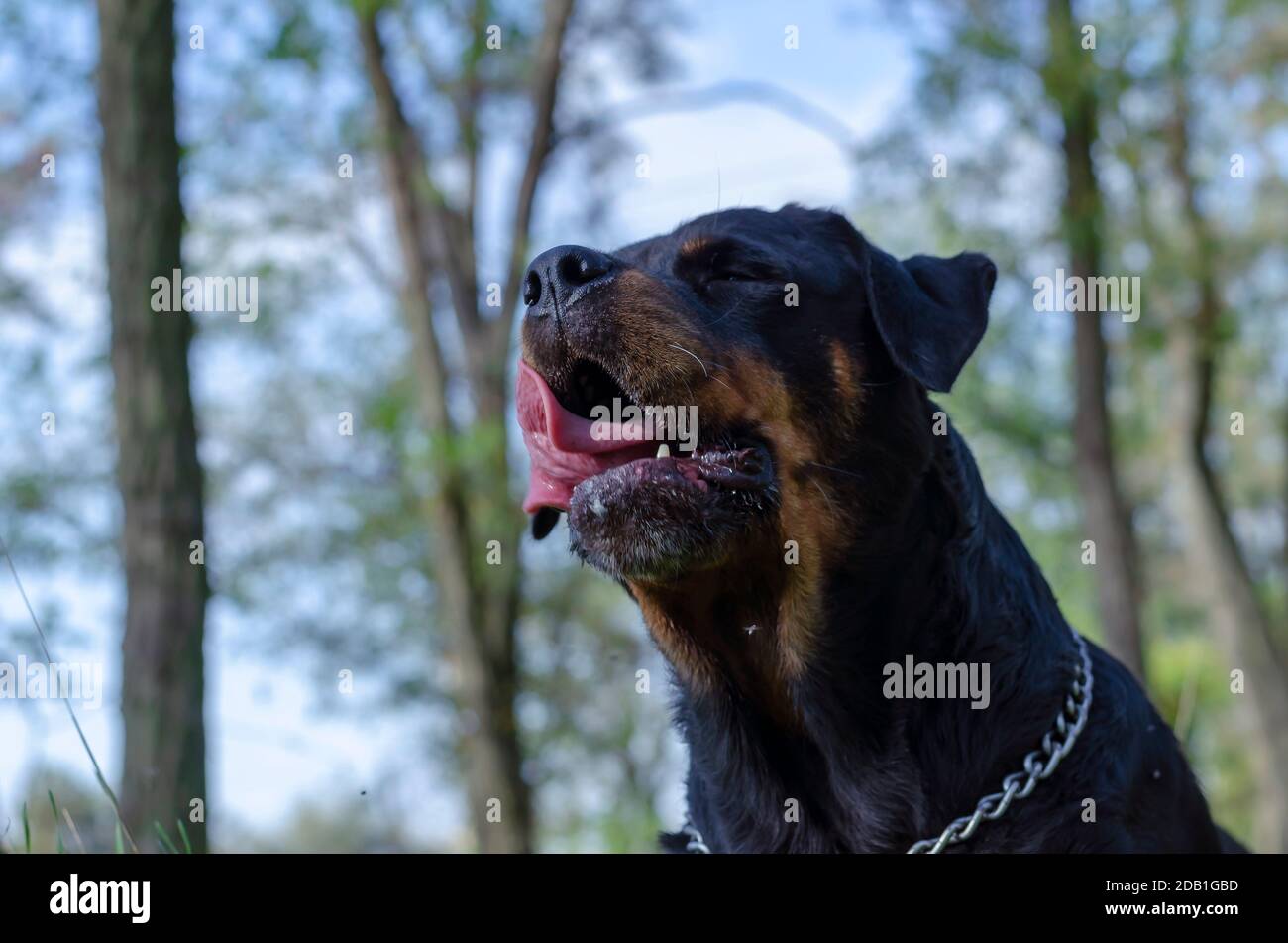 Do Rottweilers Get Cold