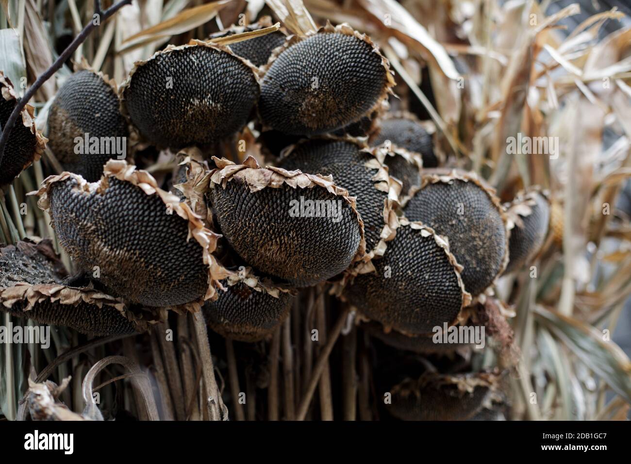 Dry head of sunflower with ripe seeds. Dried sunflower before