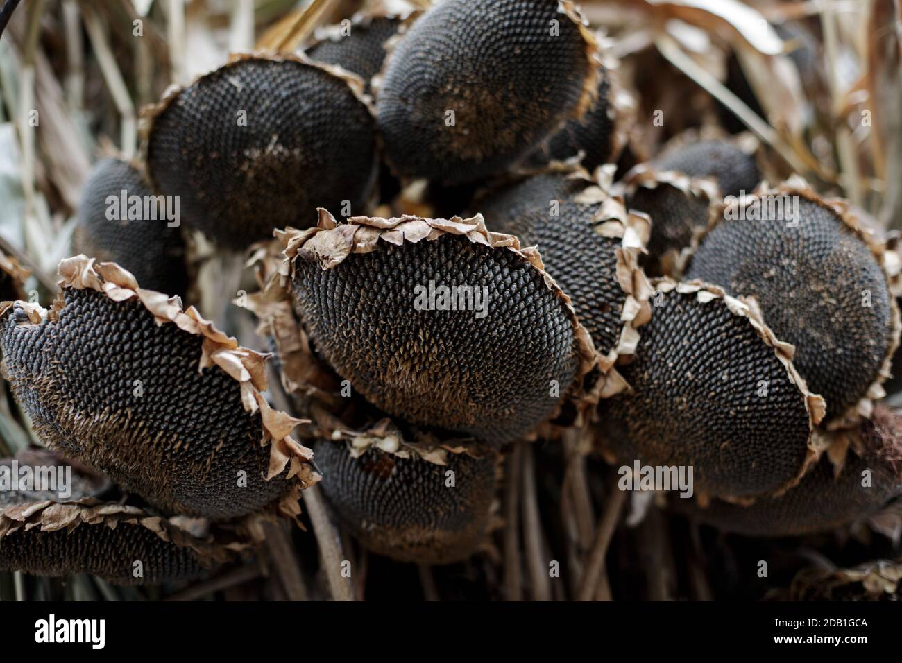 Dried Ripe Sunflowers. Closeup of Helianthus with many black seeds. Dry head of sunflower with ripe seeds. Field Helianthus in rural during early autu Stock Photo