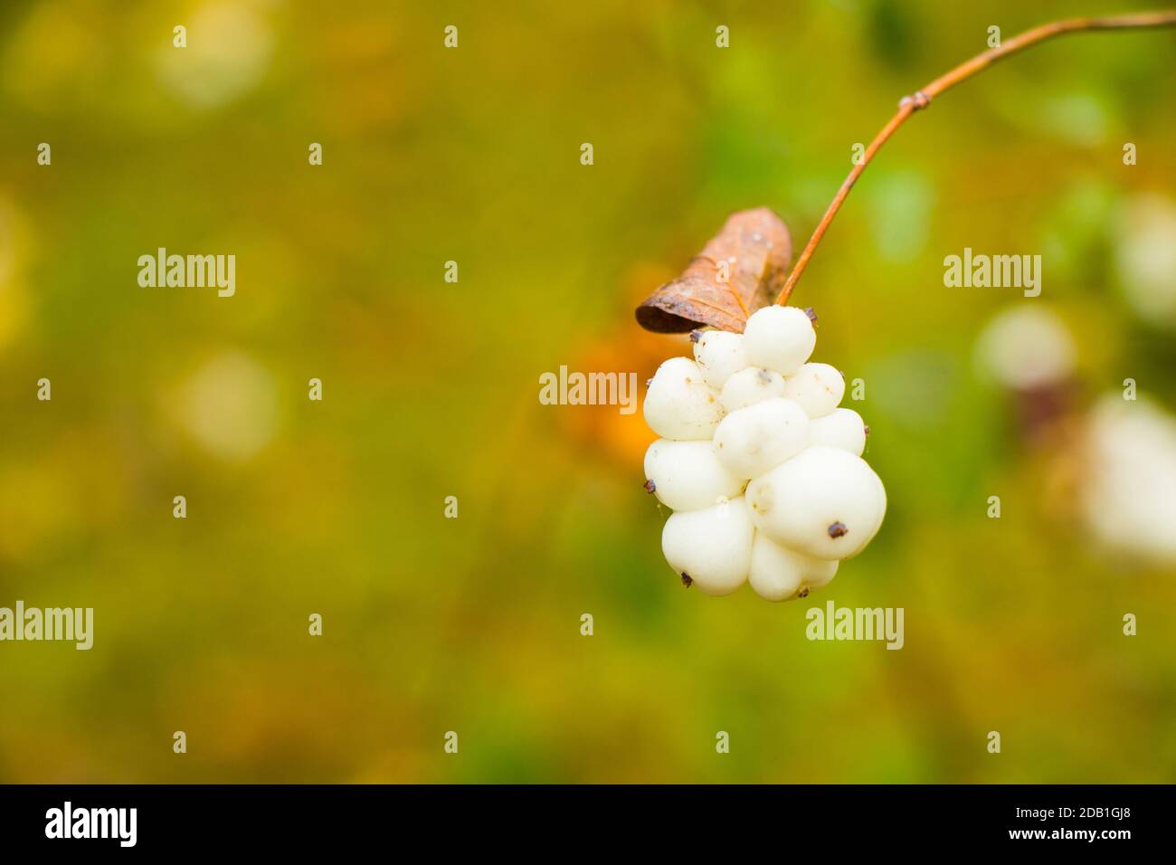 Snowberry plant close-up and macro on the green background, autumn time, nature background Stock Photo