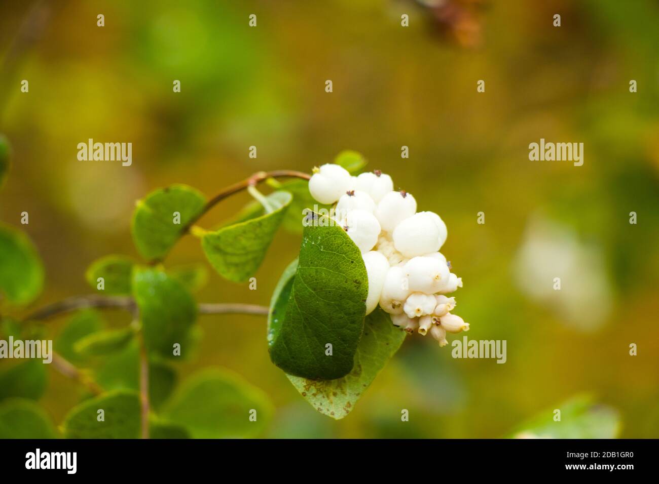 Snowberry plant close-up and macro on the green background, autumn time, nature background Stock Photo