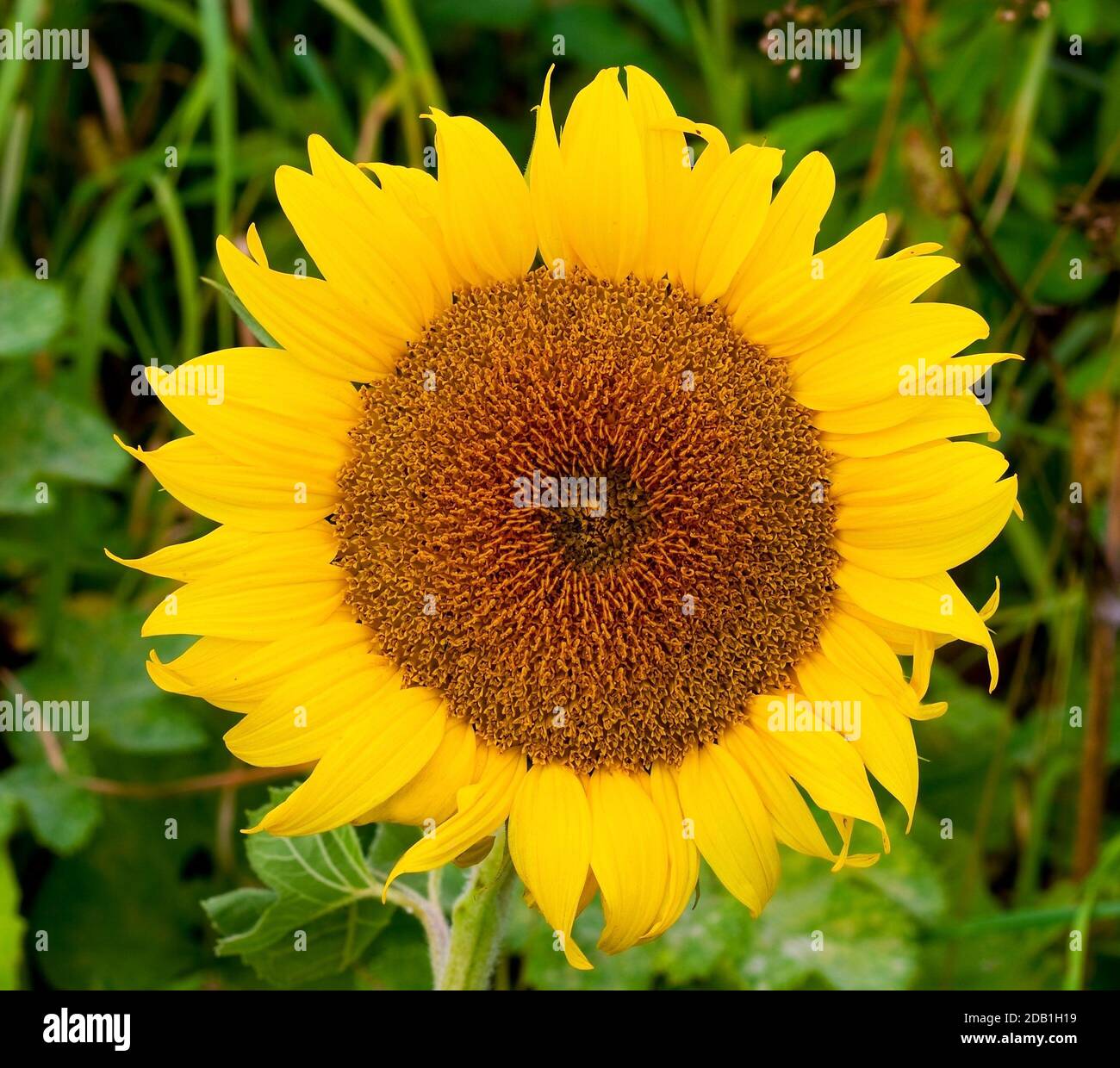 sunflower on field background Stock Photo - Alamy