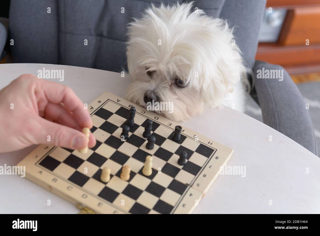 Little white intelligent dog, maltese plays chess,  sits on an armchair at the table Stock Photo