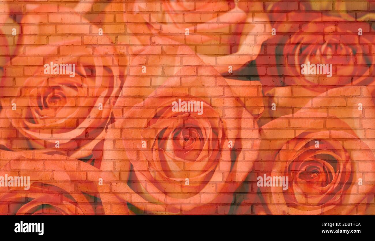 bricks wall roses background. texture old bricks Stock Photo Alamy