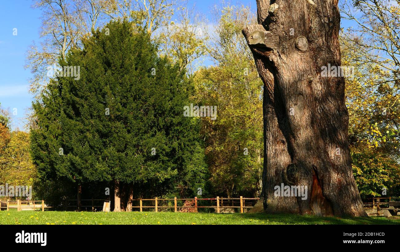 View of a huge tree trunk cut without a branch. Autumn scene in a park on a sunny day. Wooden fence in the background. Stock Photo