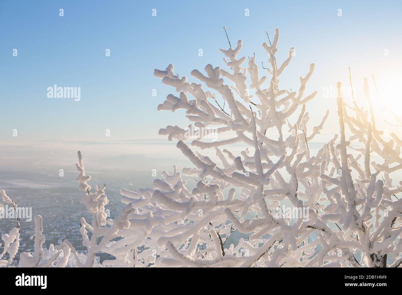 Close-up of frosty trees in winter mountains Stock Photo