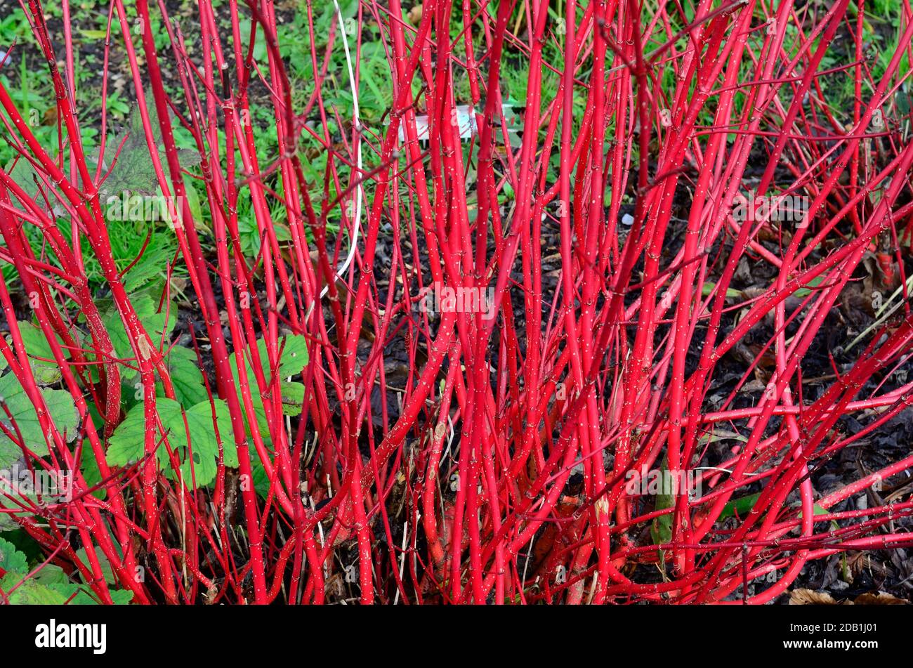 Bright red stems of the Cornus alba Sbirica growing in autumn Siberian dogwood Stock Photo