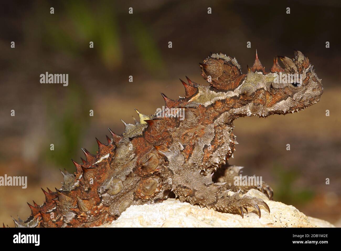 Head of Australian Thorny Devil, Moloch horridus, an ant-eating lizard, natural habitat in Kalbarri, Western Australia, lateral view Stock Photo