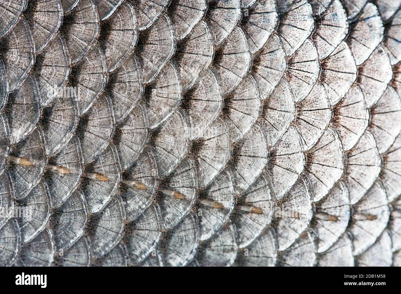 Fish Scales Texture High Resolution Stock Photography and Images - Alamy