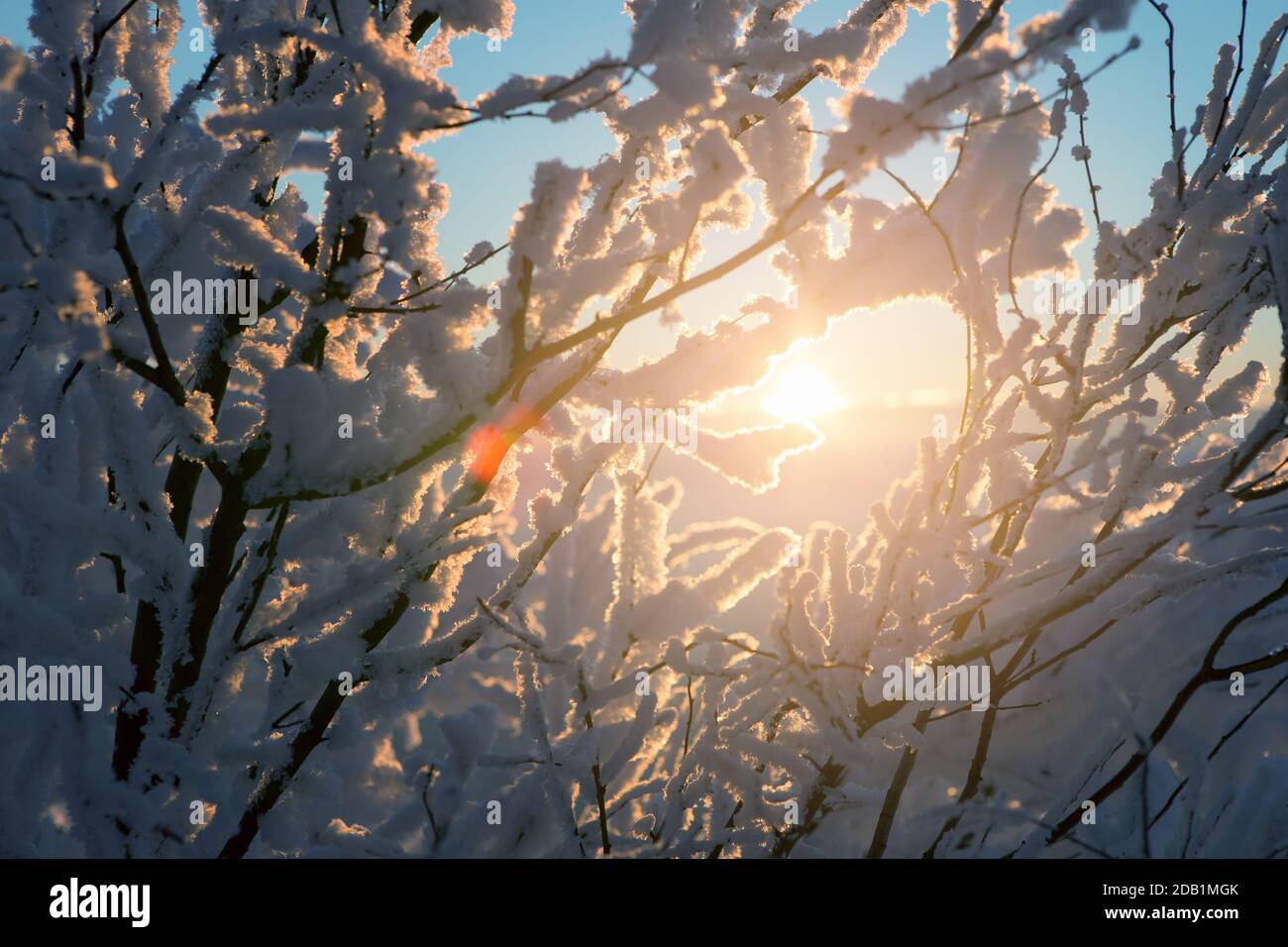 Close-up of frosty trees in winter mountains Stock Photo