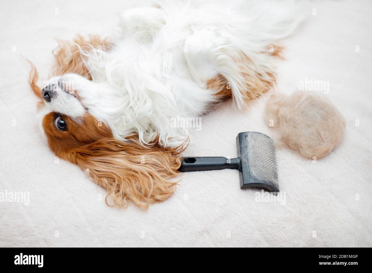 Dog pet Cavalier King Charles Spaniel is basking on the bed after brushing with an animal brush. Combing wool, molting in animals. The concept of Stock Photo