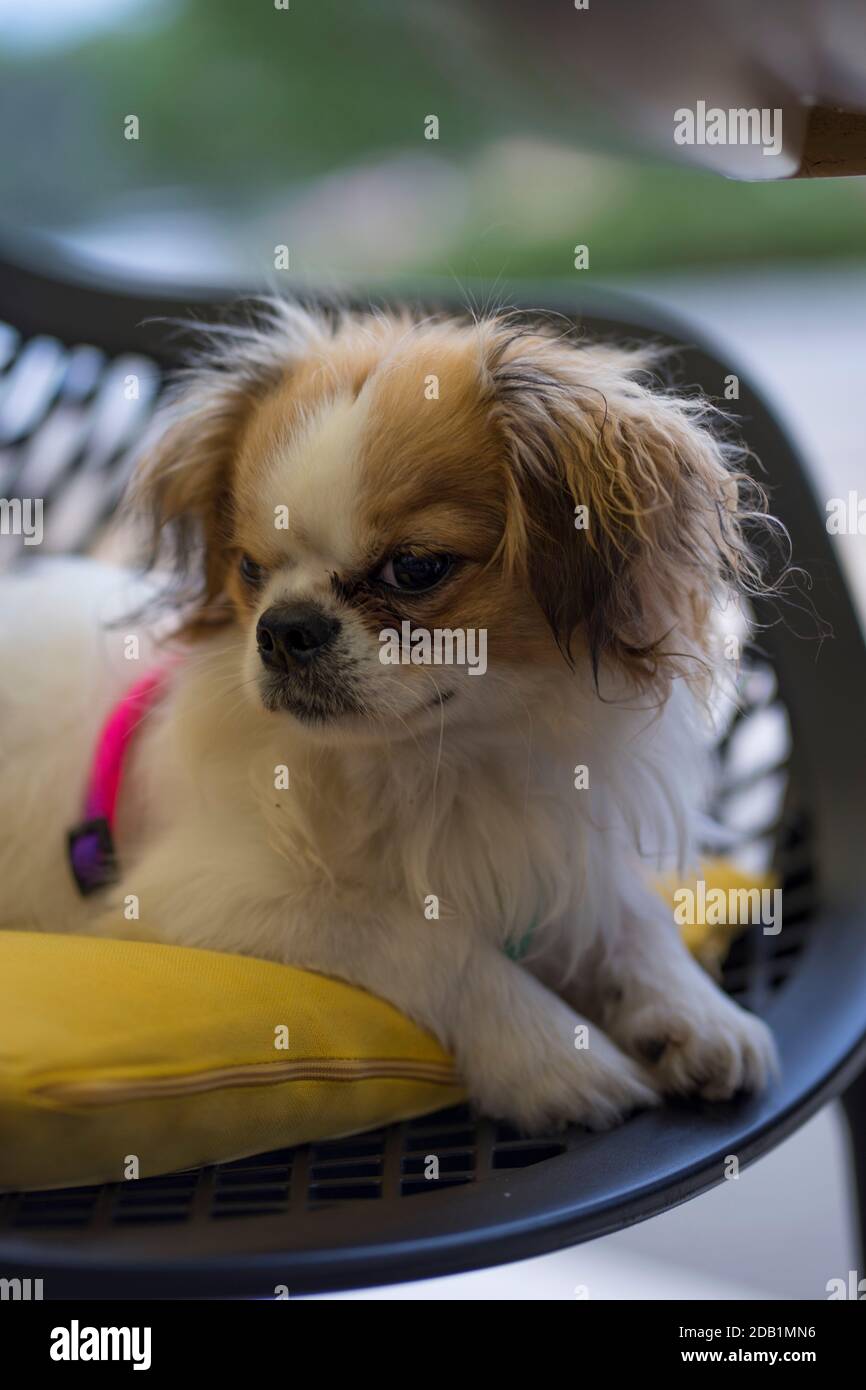 Pekingese puppy Stock Photo